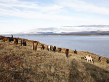 Iceland-Iceland Shorts-Horse Round Up in Iceland